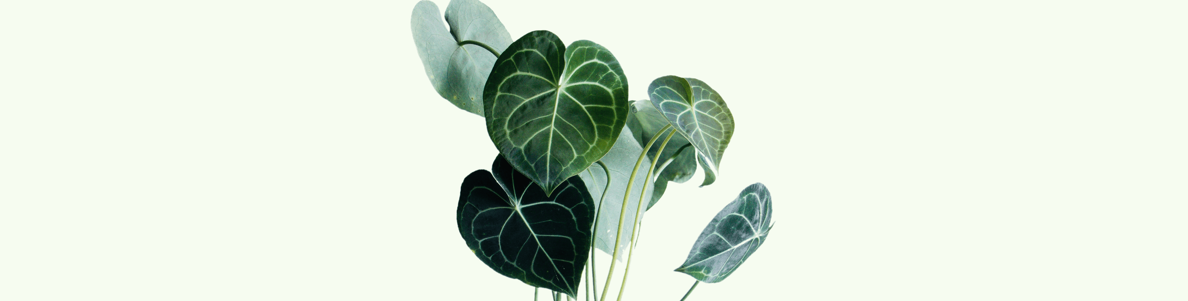 Plant background